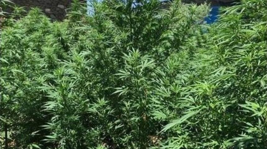 Boyları Bir Ev Y&uuml;ksekliğini Aşan Hint Kenevirleri Yetiştirmişler