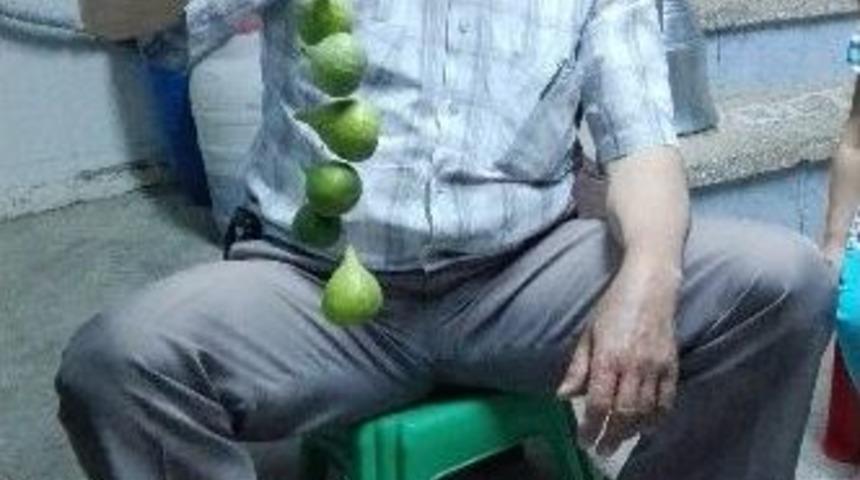 İncirler İleklenmeye Başladı