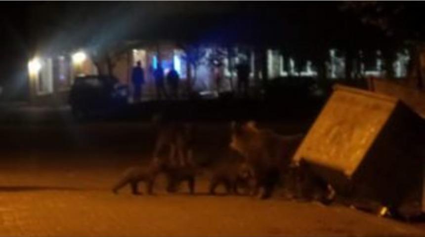 Karnı Acıkan Ayı Ailesi Uludağ&rsquo;ın Maskotu Oldu