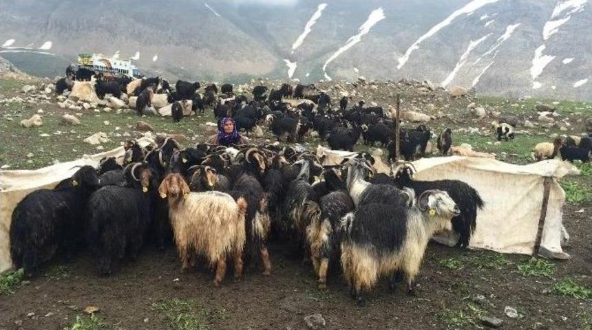 Siirtli Ko&ccedil;erlar Van Yaylalarında