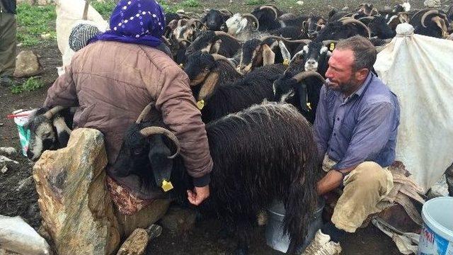 Siirtli Koçerlar Van Yaylalarında