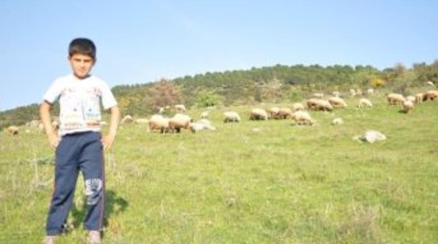 9 Yaşındaki Kerim Ailesini Ge&ccedil;indirmek İ&ccedil;in &Ccedil;oban Oldu