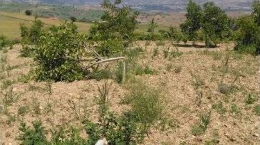 Tokat&rsquo;ta Ceviz Ağacı Katliamı