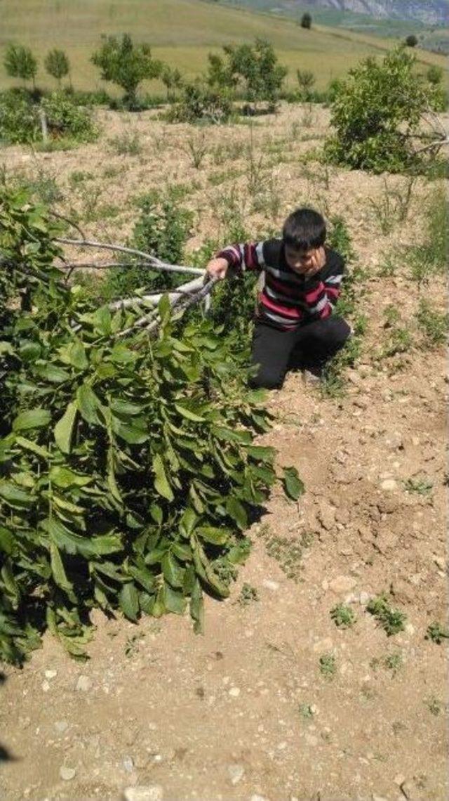 Tokat’ta Ceviz Ağacı Katliamı