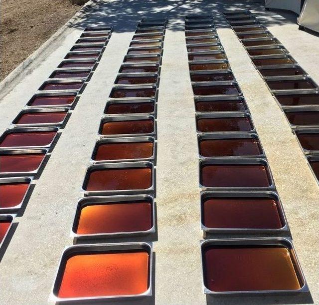 Tut&rsquo;da &lsquo;dut&rsquo; Hasadı Başladı 1