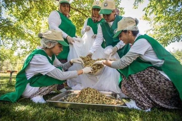 Tut&rsquo;da &lsquo;dut&rsquo; Hasadı Başladı 2