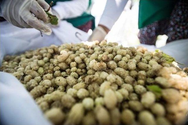 Tut&rsquo;da &lsquo;dut&rsquo; Hasadı Başladı 3