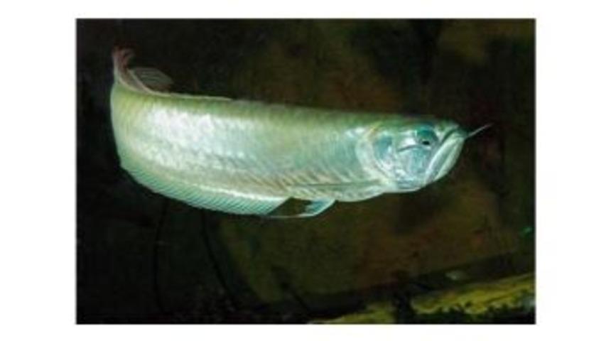 Kutsal Balık Arowana Aqua Vega&rsquo;da