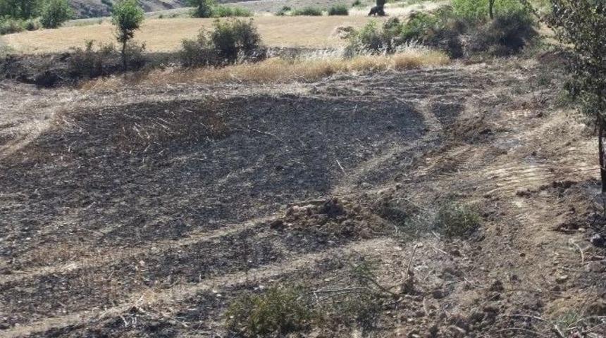 Yangın 25 D&ouml;n&uuml;ml&uuml;k Ekili Araziyi K&uuml;le &Ccedil;evirdi