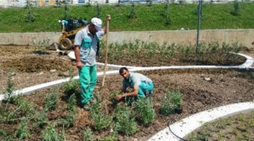 Aromatik Bah&ccedil;e&rsquo;de Sona Gelindi