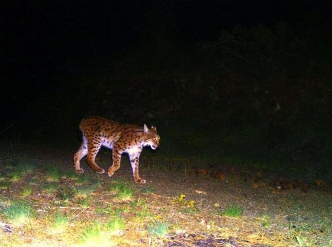 Eskişehir&rsquo;de İlk Kez Vaşak Ve Yaban Kedisi G&ouml;r&uuml;nt&uuml;lendi