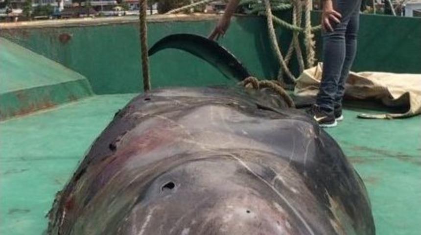 Marmaris&rsquo;te Karaya Vuran Balina Poşet Kurbanı