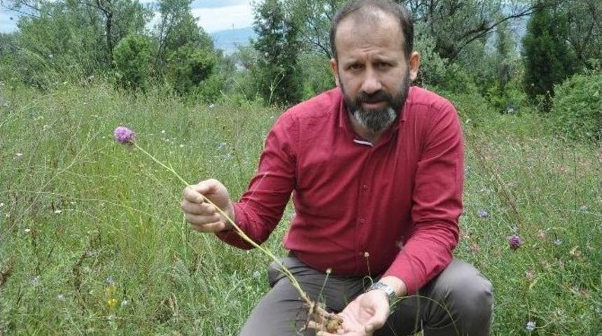 Orkideler Yok Olma Tehlikesi Altında