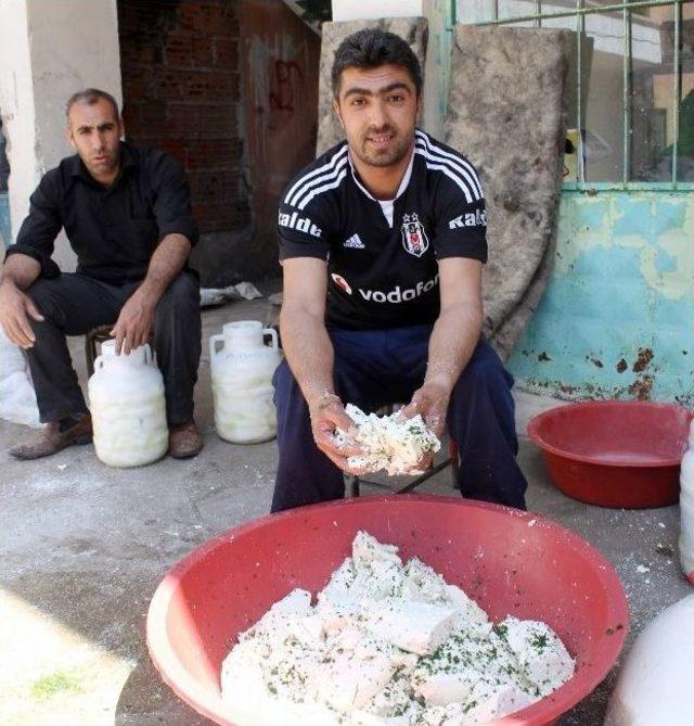 (özel Haber) Siirt’te ’otlu Peynir’ Yapımı Başladı