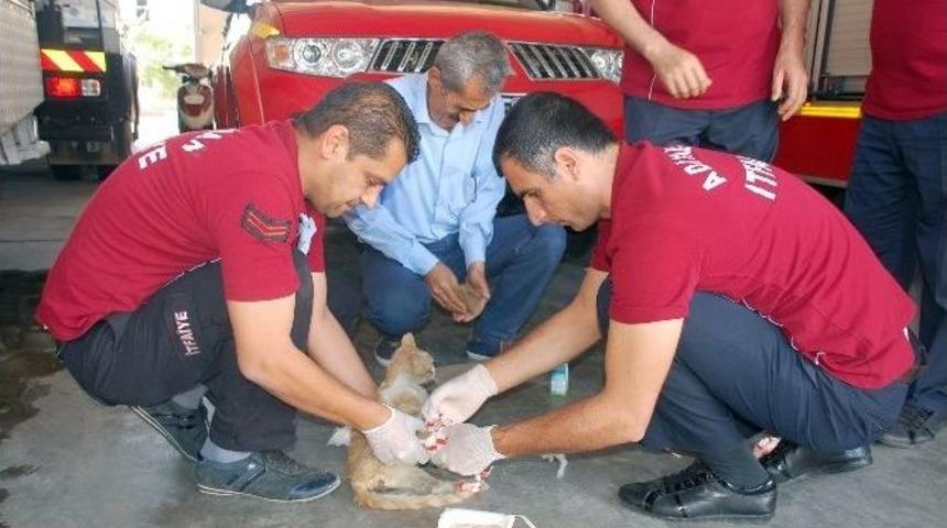 Ayakları Kırık Yaralı Kediye İlk M&uuml;dahale İtfaiye Ekiplerinden