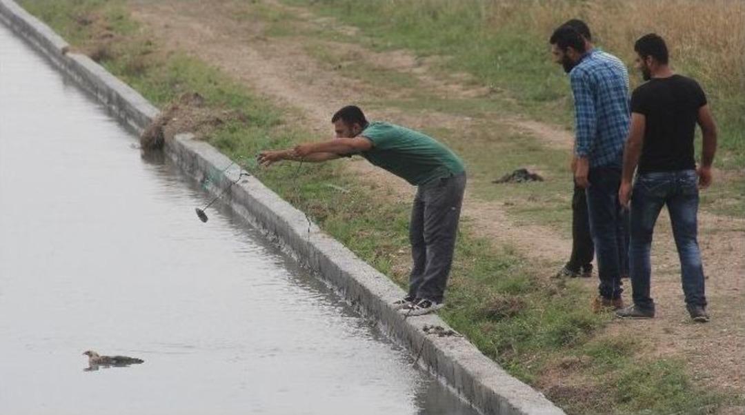 Kayıp Suriyeli&rsquo;yi Arayan Vatandaşlar Kanala D&uuml;şen Tavuğu Kurtardı