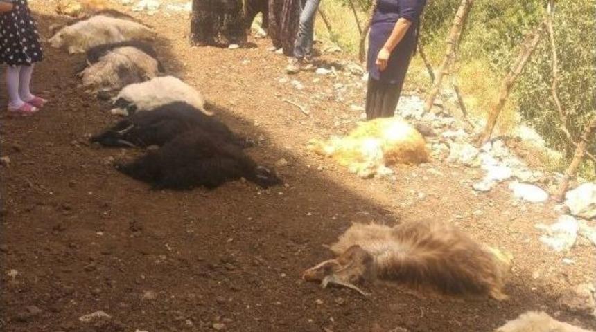 Başıboş Kepekler 16 K&uuml;&ccedil;&uuml;kbaş Hayvanı Telef Etti