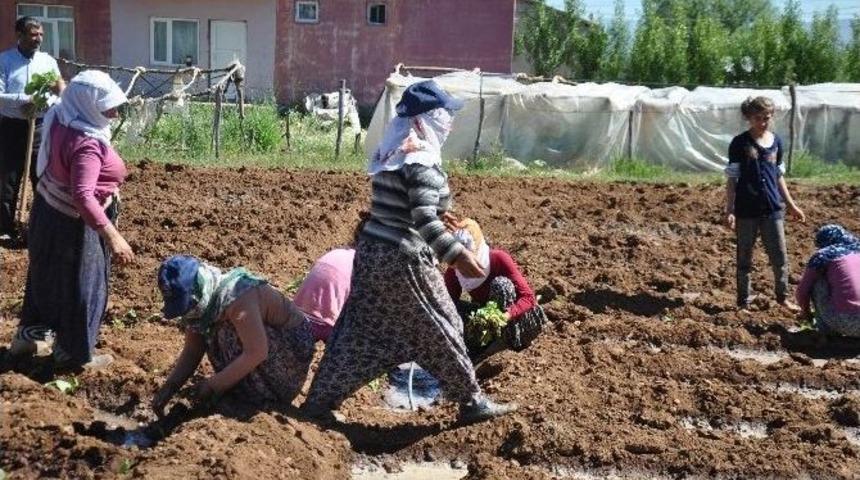Muş&rsquo;ta Yılın İlk T&uuml;t&uuml;n&uuml; Ekildi