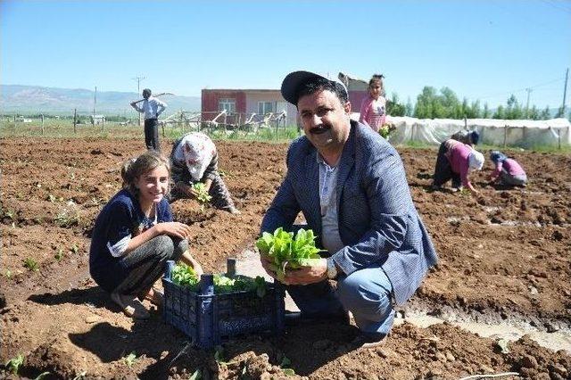 Muş’ta Yılın İlk Tütünü Ekildi