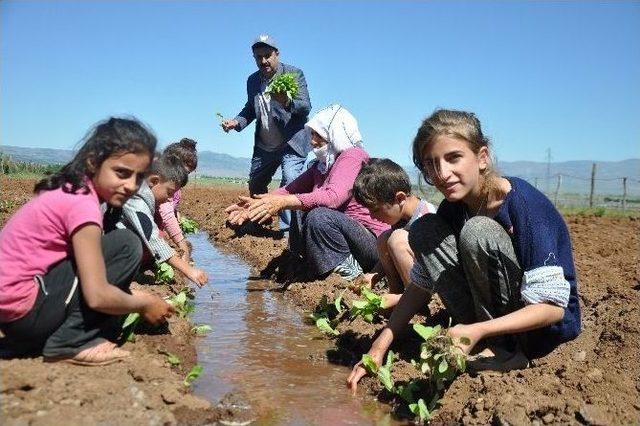 Muş’ta Yılın İlk Tütünü Ekildi