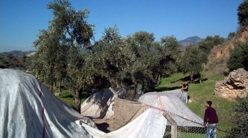 Zeytinde İyi Tarım Yapan &Uuml;reticiler Artıyor