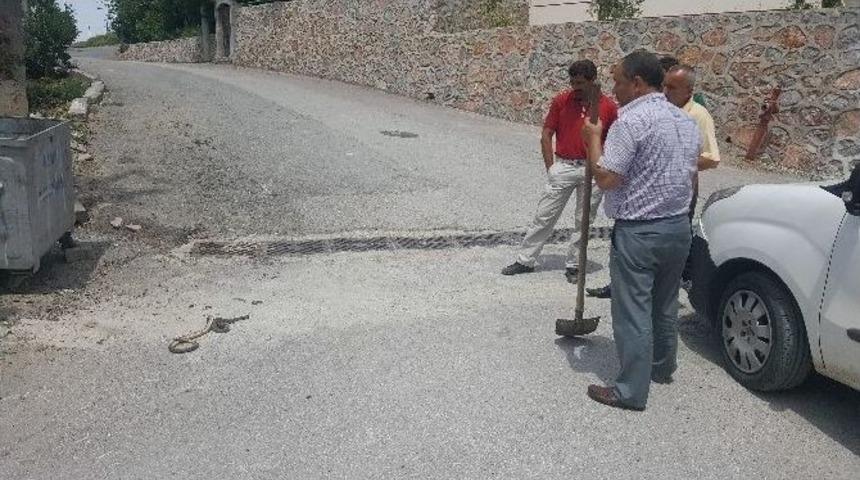 (&ouml;zel Haber) Şehir Merkezinde Yılan Paniği