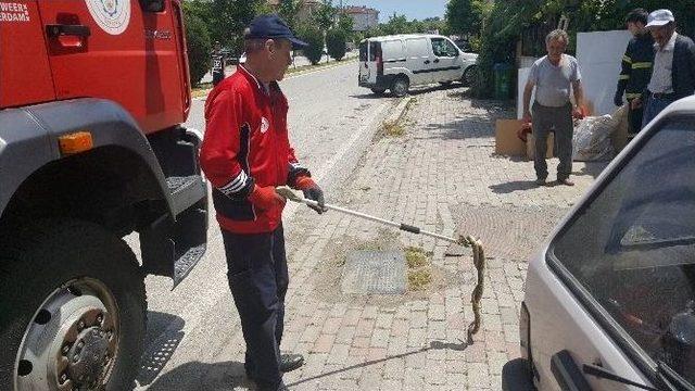 (özel Haber) Şehir Merkezinde Yılan Paniği