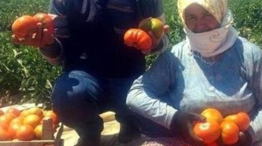 Salihli&rsquo;de Yerli Domates Hasadı Başladı