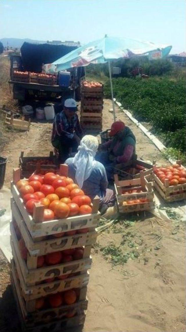 Salihli’de Yerli Domates Hasadı Başladı