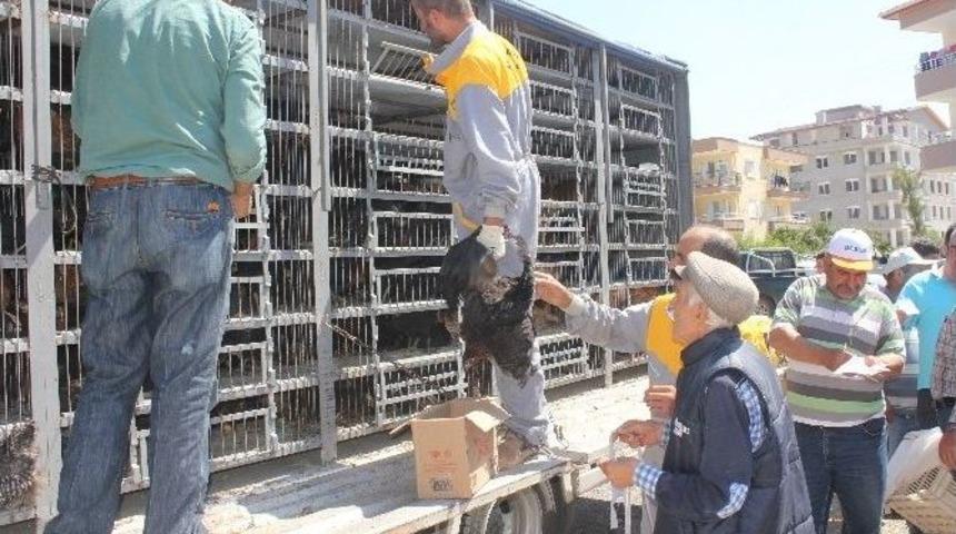 Gazipaşa Ziraat Odası &Ccedil;ift&ccedil;iye Yumurta Tavuğu Dağıttı