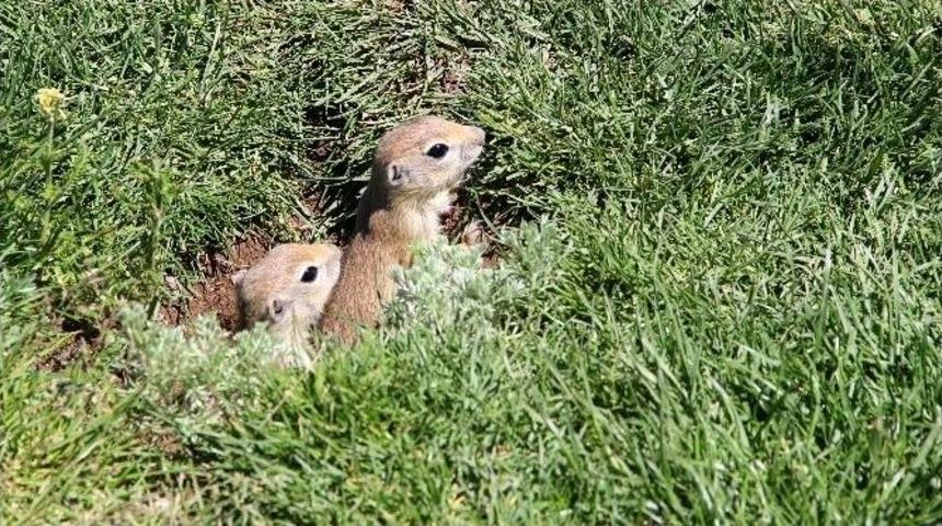 Gelincikler Atletizm Pistine Yuva Yaptı
