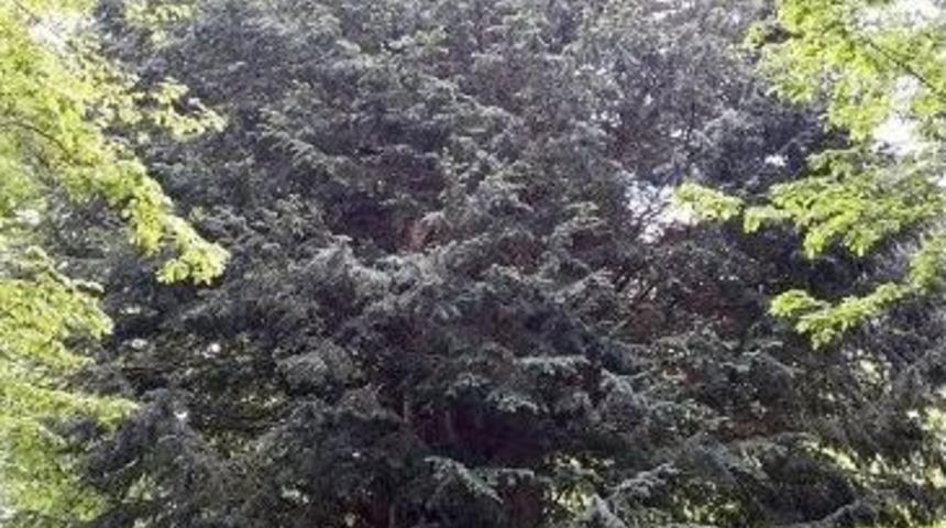 D&uuml;nyaya Direnen En Yaşlı Porsuk Ağacı Zonguldak&rsquo;ta