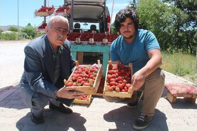 Elazığ’a Özgü Meşhur ‘gezin Çileği’ Tezgahlara Çıkmaya Başladı