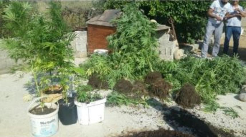 Antalya&rsquo;da 108 K&ouml;k Hint Keneviri Ele Ge&ccedil;irildi