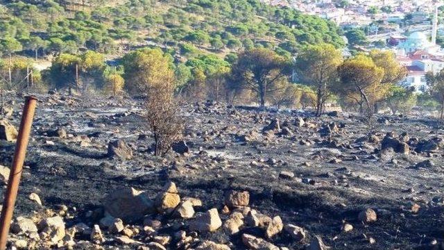 Ayvalık’ta Ormanlık Alanda Çıkan Yangın Korkuttu