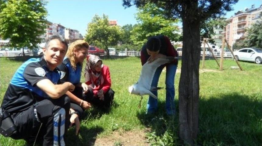 Yaralı Martıya Polis Şefkati