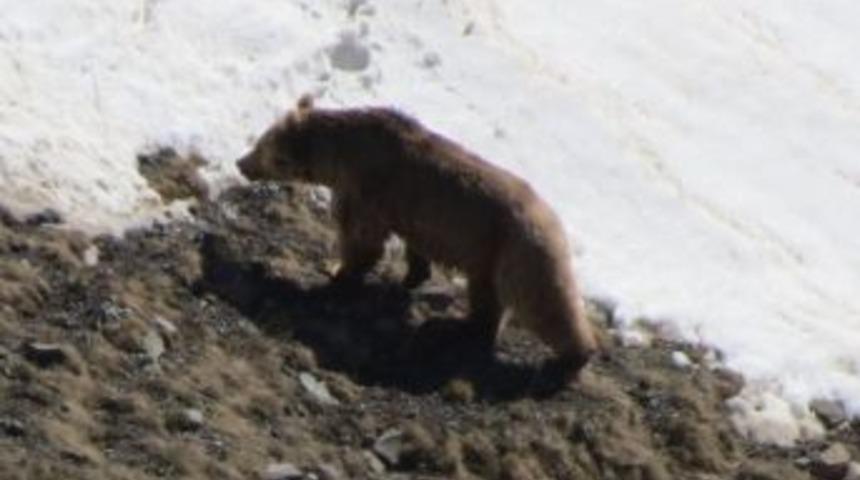 Kış Uykusundan Uyanan Boz Ayıyı G&ouml;r&uuml;nt&uuml;ledi