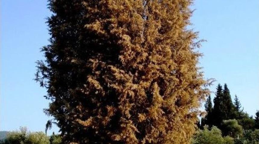 Yunan Askerlerinden Koruyan Selvi Kurudu