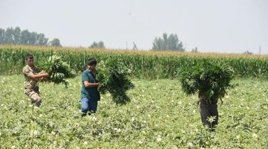 Bamya Tarlasında Hint Keneviri