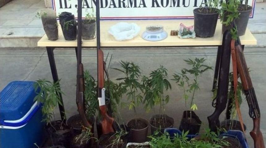 Seydikemer&rsquo;de Kenevir Operasyonu