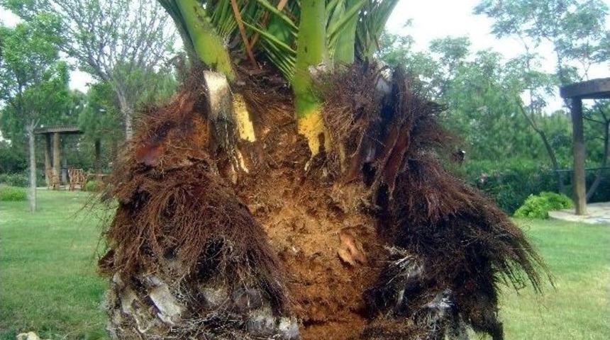 Kırmızı Palmiye B&ouml;ceği Ege Sahillerini Tehdit Ediyor