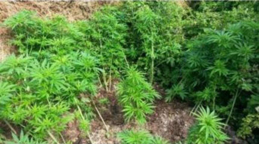 Sakarya&rsquo;da Boyları 1,5 Metreye Ulaşan 52 K&ouml;k Hint Keneviri Ele Ge&ccedil;irildi