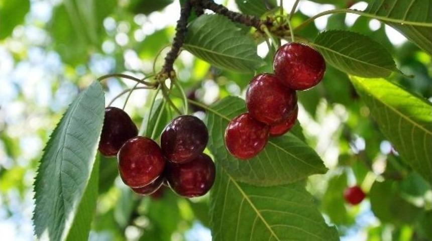 İhra&ccedil;lık Kiraz Hasadı Başladı