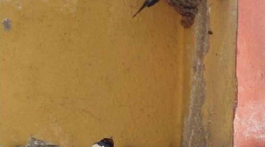 Beyşehir&rsquo;de &ldquo;kırlangı&ccedil; Dostu Şehir&rdquo; Projesi