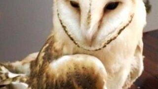 Yaralı Yavru Baykuş Tedavi Edildi