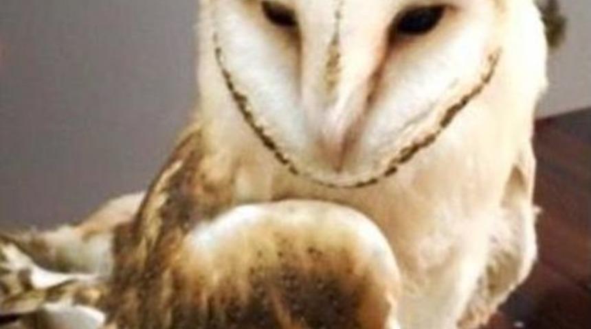 Yaralı Yavru Baykuş Tedavi Edildi