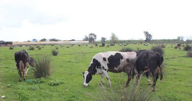 İnekler O’nun Hem Müşterisi Hem De En Sadık Dostu