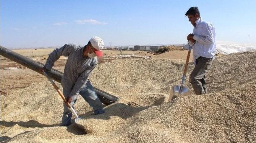 Hububatta Verim Yarı Yarıya D&uuml;şt&uuml;