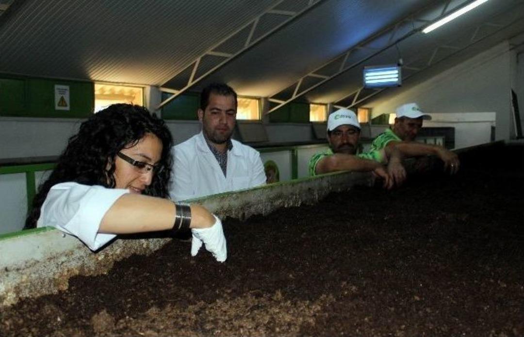 Karın Tokluğuna &Ccedil;alışan Solucanların G&uuml;bresine Talep Yağıyor