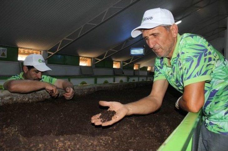 Karın Tokluğuna Çalışan Solucanların Gübresine Talep Yağıyor G1